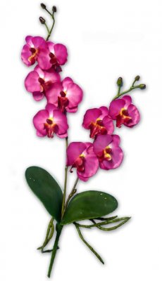 Decoration Mariage  - Orchide fleur deco pour table de mariage. : illustration