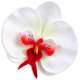 Tte de fleur d'orchide artificielle rouge et blanc  : illustration