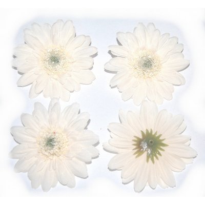 Fleurs dcoratives mariage  - 4 marguerites ivoire artificielles en tissu - fleurs ... : illustration
