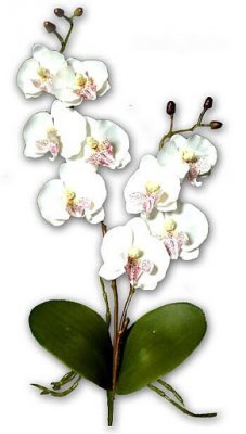 Mariage thme orchide  - Orchide blanche sur tige dcoration mariage : illustration