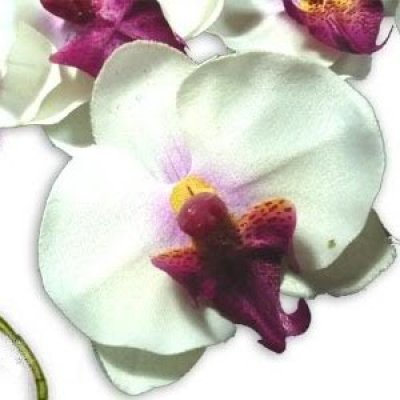 Dco de table Communion  - Orchides pour votre deco de table mariage : illustration