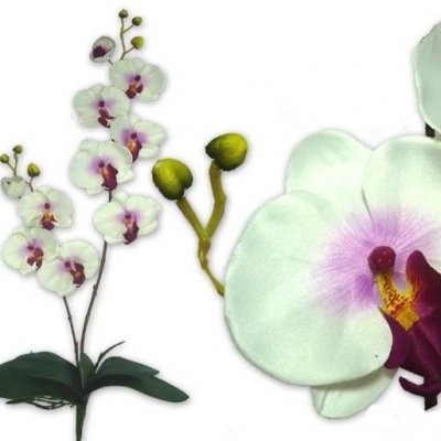 ARCHIVES  - Orchide mariage - Decoration de mariage theme orchide : illustration