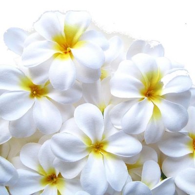 Fleurs dcoratives mariage  - Fleur de frangipanier blanc Dcoration / Mariage ( ... : illustration