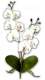 Orchide blanche sur tige dcoration mariage : illustration