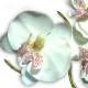 Orchide blanche sur tige dcoration mariage : illustration