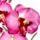 Orchide fleur deco pour table de mariage. : illustration