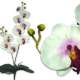 Orchide mariage - Decoration de mariage theme orchide : illustration