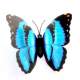 Papillon Bleu Dcoration Mariage (lot de 12) : illustration