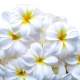 Fleur de frangipanier blanc Dcoration / Mariage ( ... : illustration
